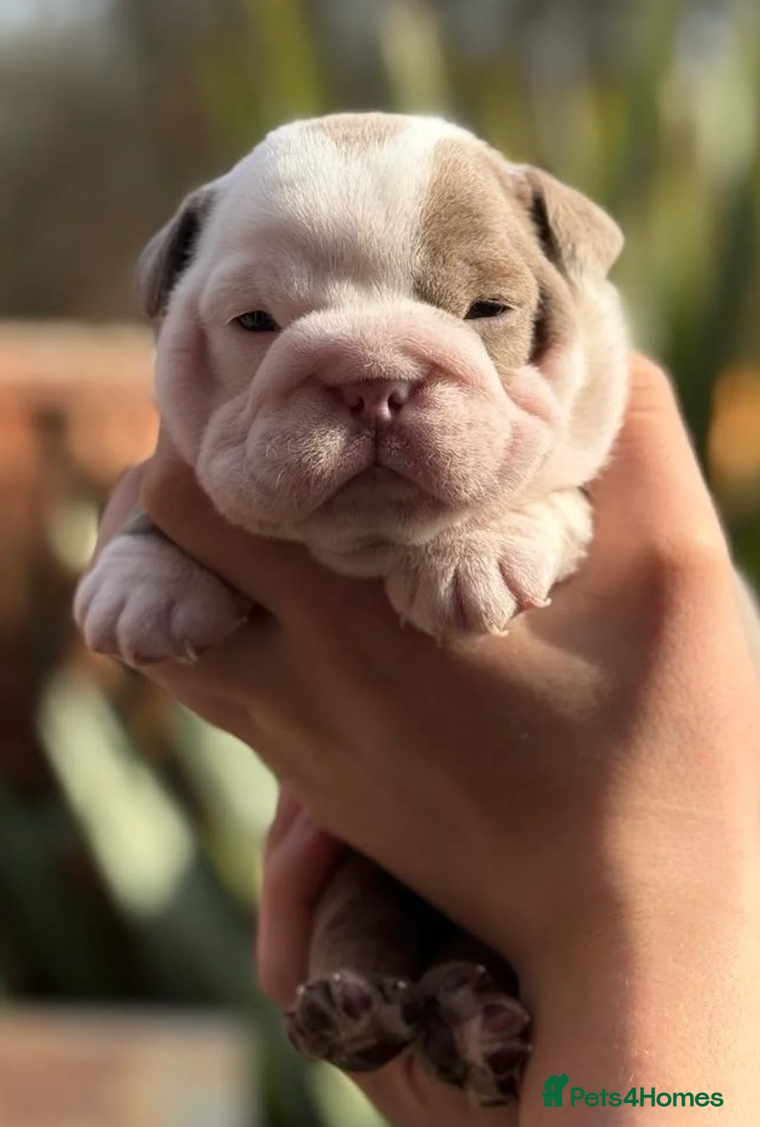 English Bulldog dogs for stud: ⭐️Proven English Bulldog available for stud⭐️ in Solihull - Advert 25