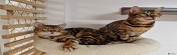 Bengal cats for stud: Bengal cat for stud, Calvin. in Peterborough - Advert 10