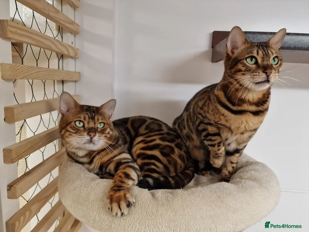 Bengal cats for stud: Bengal cat for stud, Calvin. in Peterborough - Advert 11