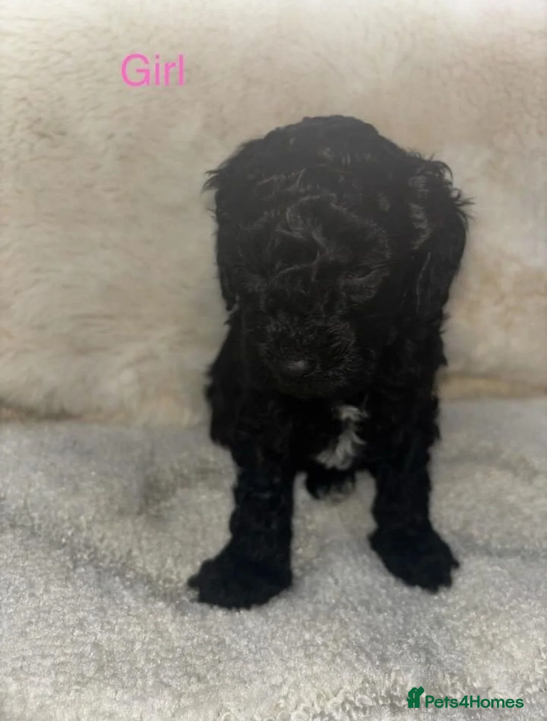 Cockapoo dogs for sale: Gorgeous Cockapoo Puppies Available for new homes in Leicester - Advert 2