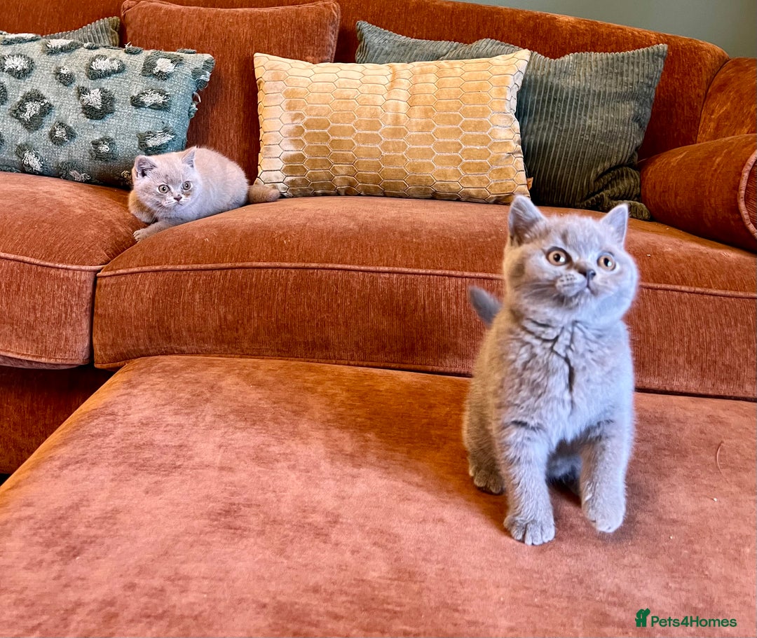 British Shorthair cats for sale: GCCF kittens  - Advert 11