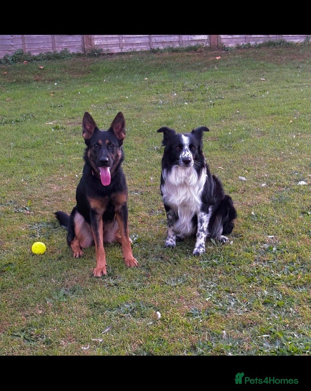 Mixed Breed dogs for sale: 🐾 Beautiful Shollie Pups - Ready Now 🐾 - Advert 15