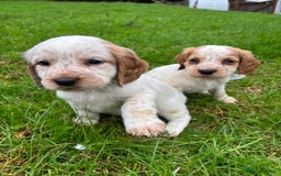 Sprocker dogs for sale: 🧡 Sprocker Puppies 💛 - Image 20