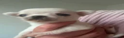 Chihuahua dogs for sale: Adorable Chihuahua Puppies Ready for Loving Homes - Advert 7