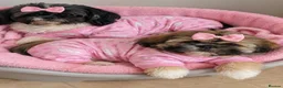 Shih Tzu dogs for sale: Beautiful Shih Tzu puppy available - Advert 3