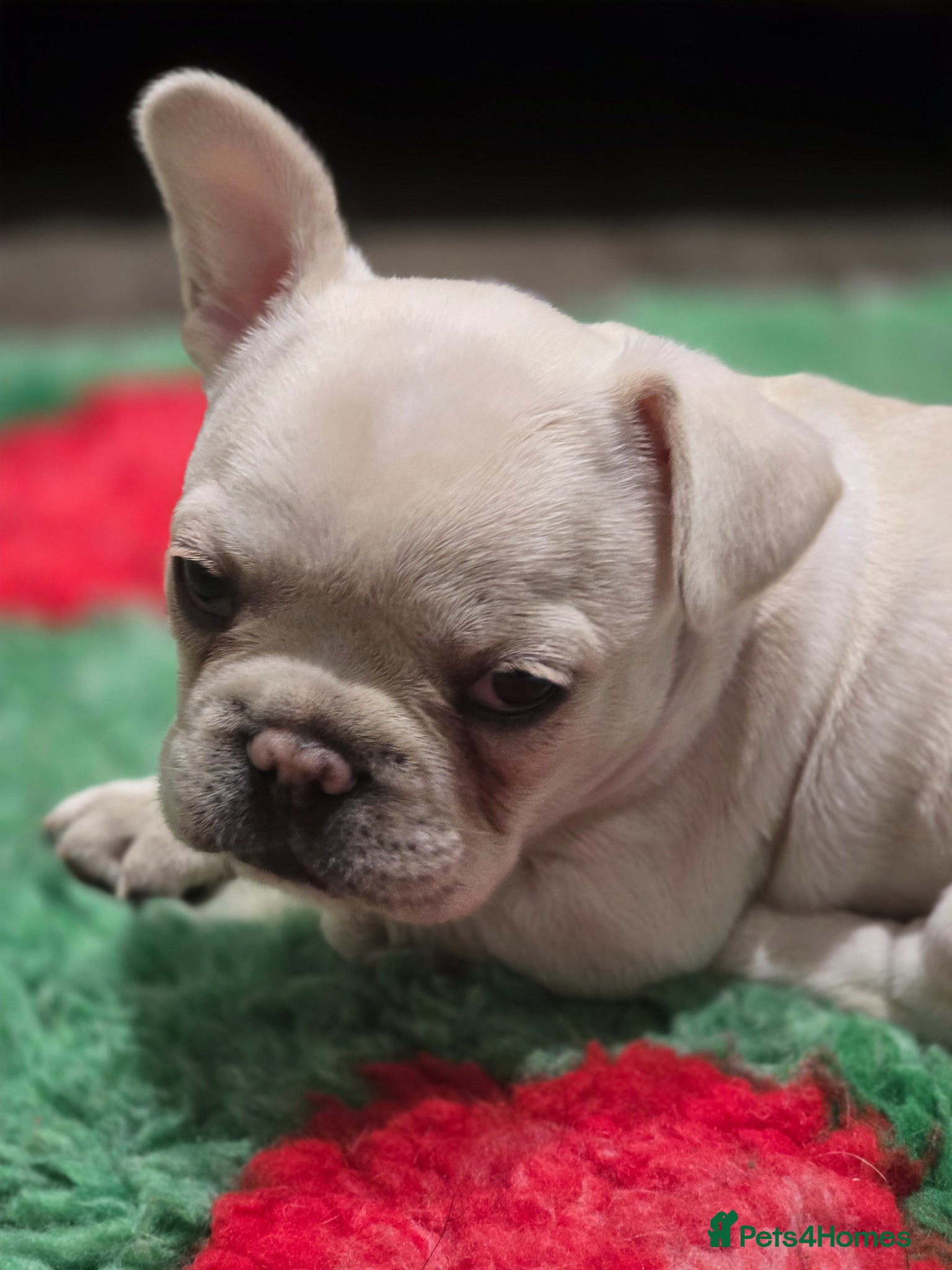 French Bulldog dogs French bulldog puppies  - Advert 10