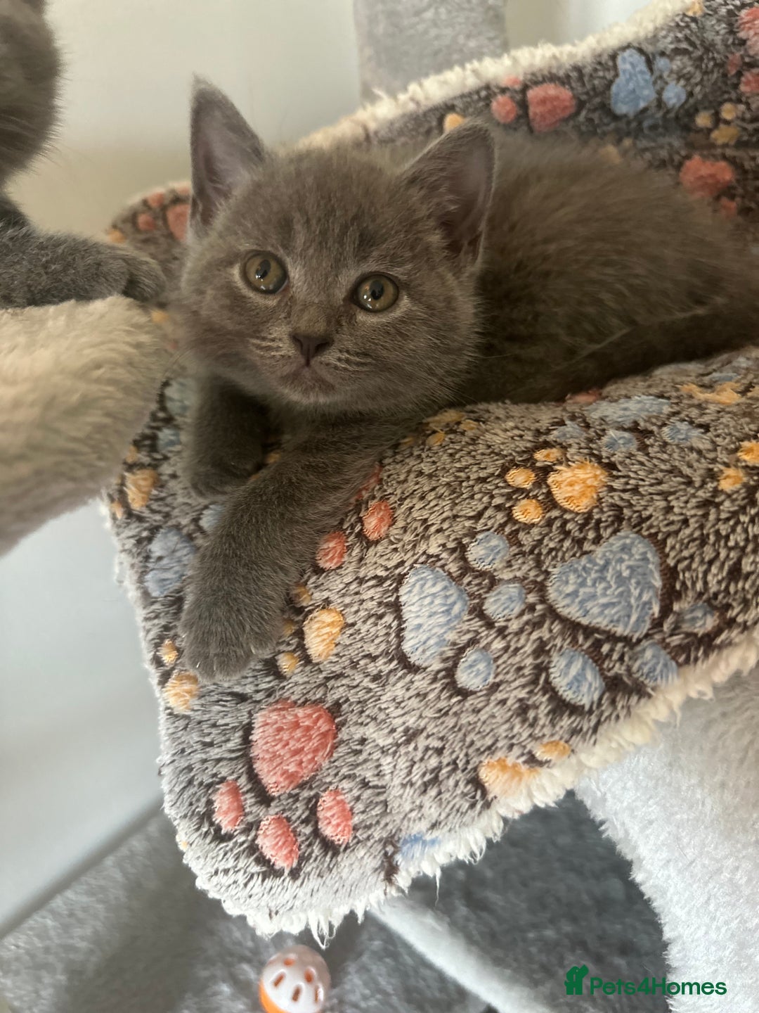 British Shorthair cats for sale: 🐾 Adorable British Shorthair Blue Kittens 🐾 - Image 10