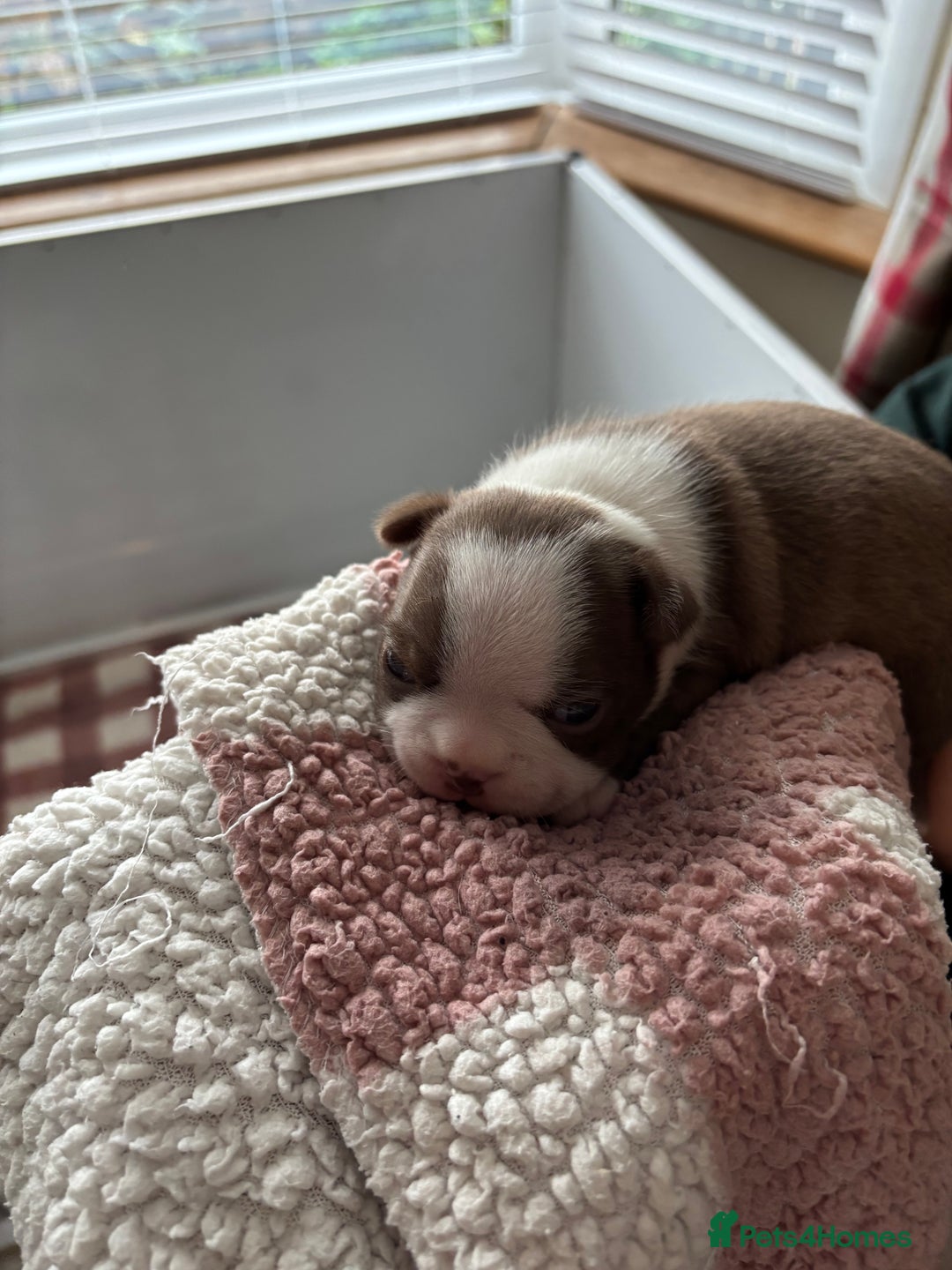 Boston Terrier dogs for sale: Stunning Boston terrier puppies - Image 2