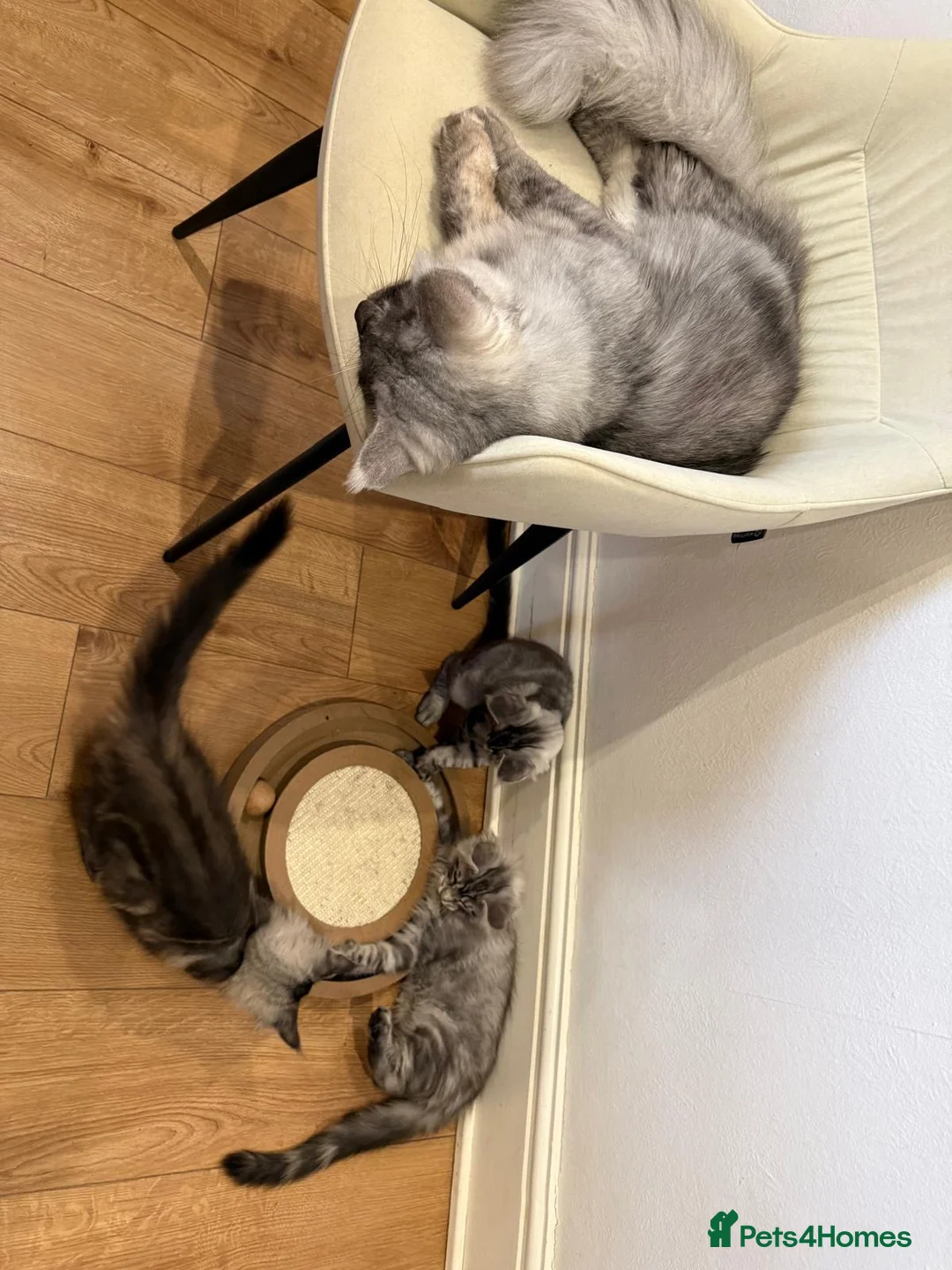 Maine Coon cats for sale: Maine Coon kittens  - Advert 11