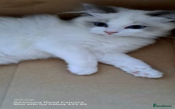 Ragdoll cats for sale: GCCF reg Ragdoll kittens  - Image 4