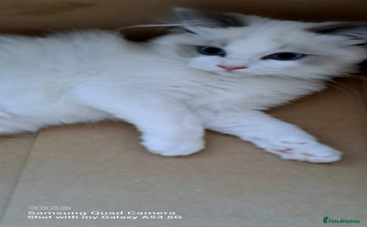 Ragdoll cats - Advert 7
