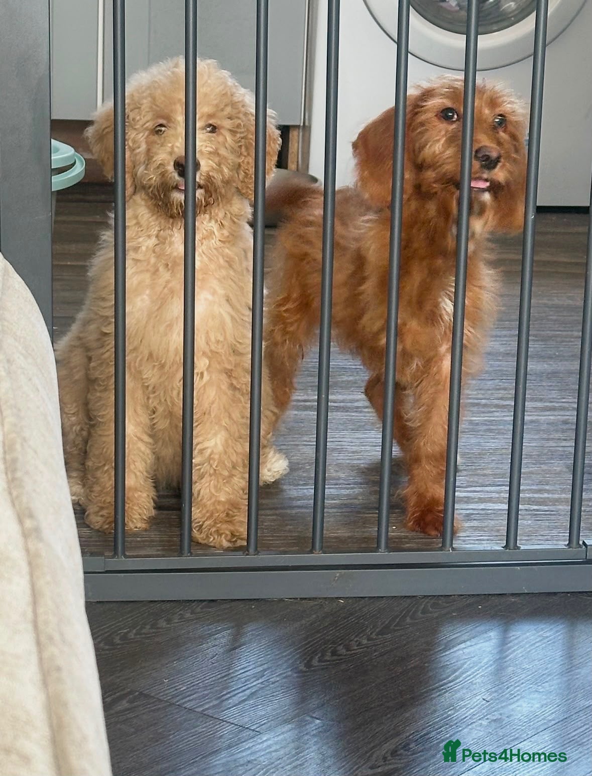 Goldendoodle dogs Beautiful golden doodles looking for forever homes - Advert 2