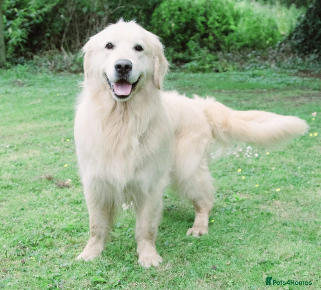 Golden Retriever dogs for stud: OUTSTANDING PEDIGREE EXCEPTIONALLY HEALTH TESTED in Doncaster - Image 3