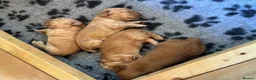Cocker Spaniel dogs for sale: Working cocker spaniel  in Preston - Advert 6