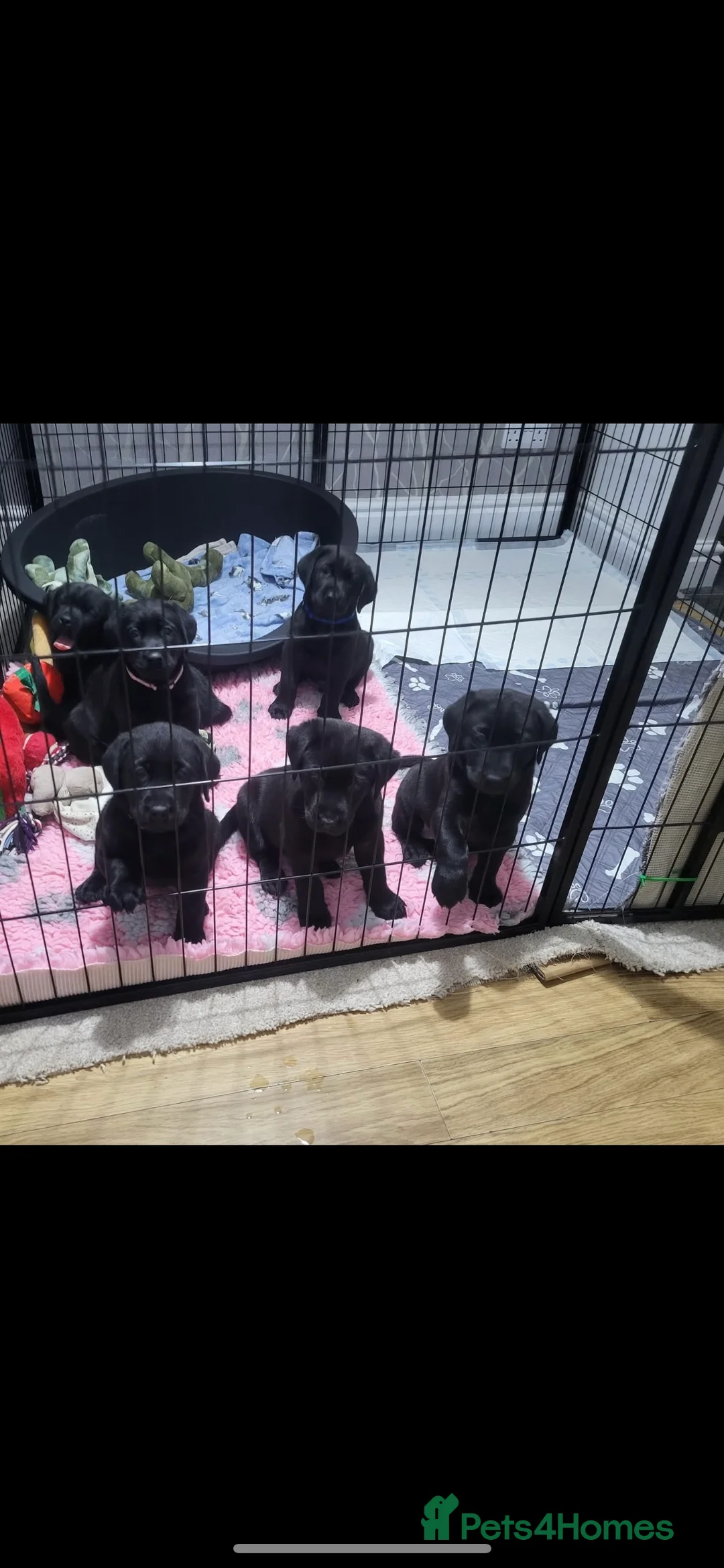 Labrador Retriever dogs for stud: Chocolate Labrador Stud - Advert 12