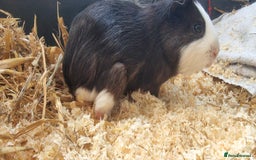 Guinea Pig rodents for sale: 2 male guinea pigs  - Image 4