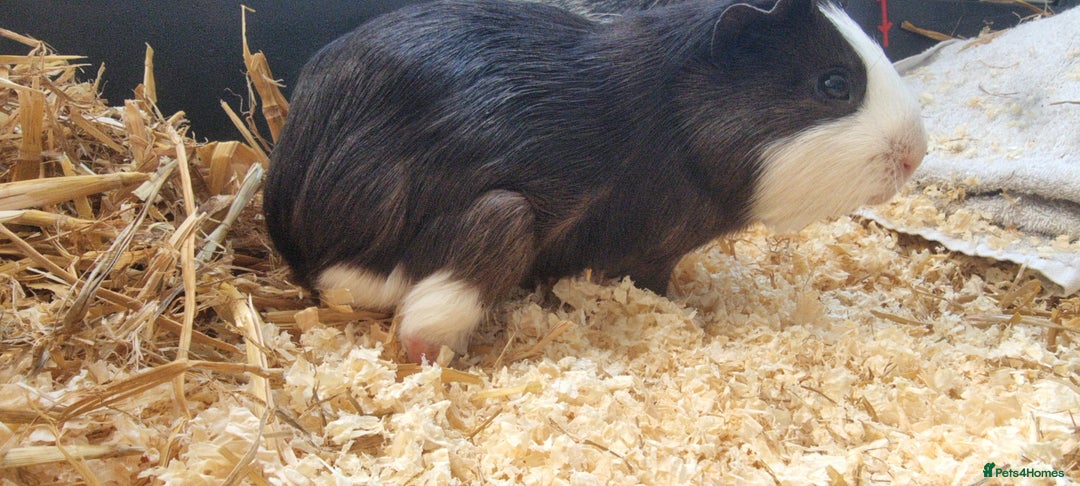 Guinea Pig rodents for sale: 2 male guinea pigs  - Image 4