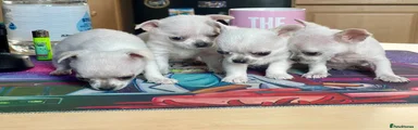 Chihuahua 1