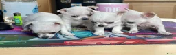 Chihuahua dogs for sale: Last boy left - Advert 3