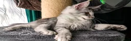 Maine Coon cats for sale: 💚Ready💚 TICA-registered XL Maine Coon Kitten   - Advert 2