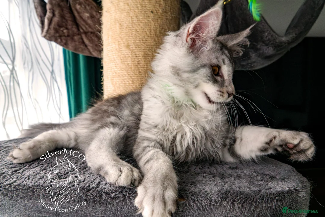 Maine Coon cats for sale: 💚Ready💚 TICA-registered XL Maine Coon Kitten   - Advert 2