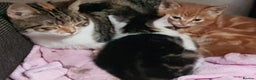 Mixed Breed cats for sale: Gorgeous friendly playful kittens  - Advert 3