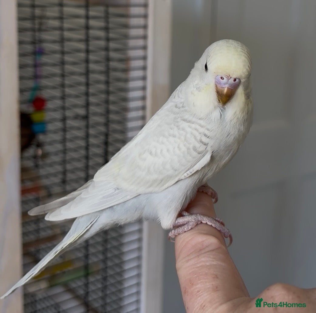 Budgerigars birds Beautiful baby budgies.  - Advert 7
