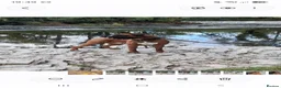 Boxer dogs for stud: KC Registered Full Breed Boxer - Advert 4