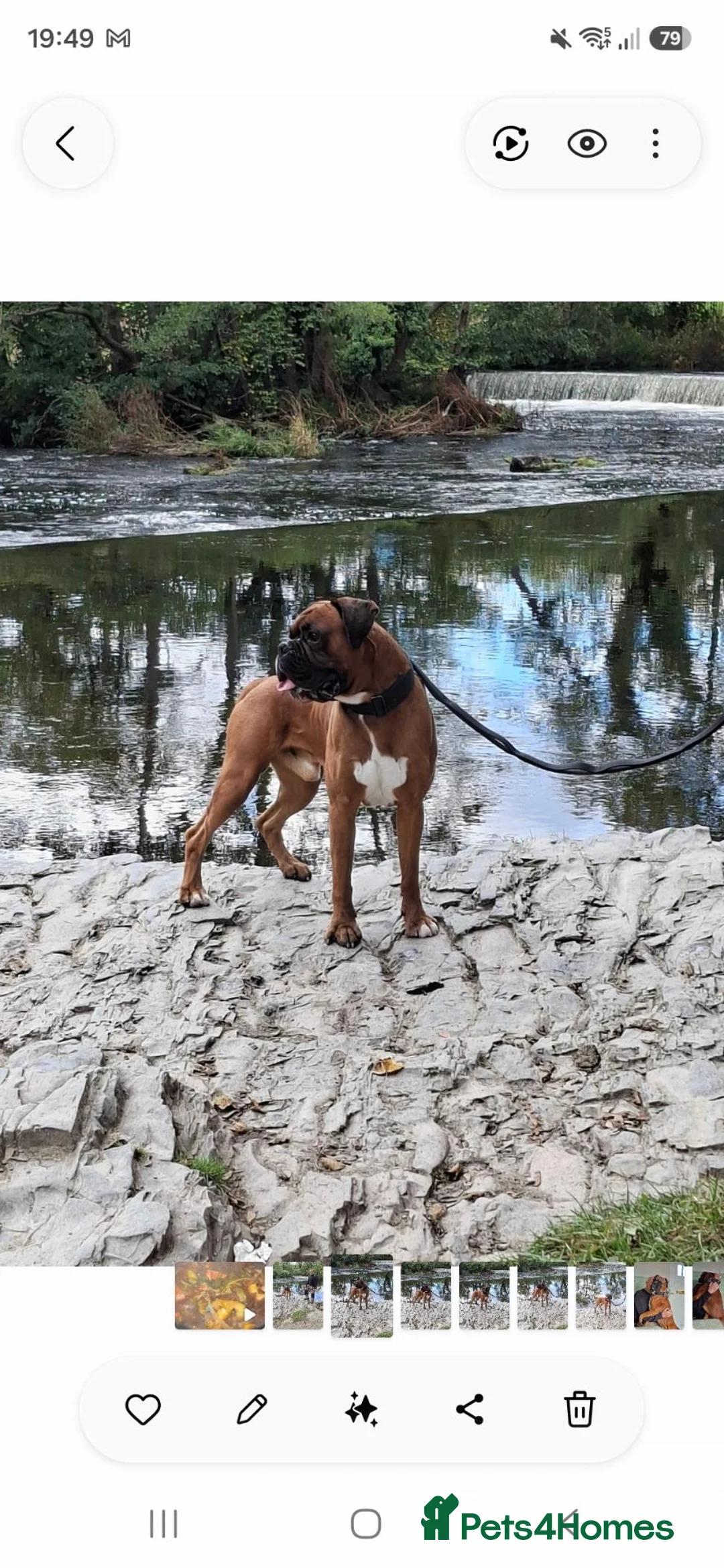 Boxer dogs for stud: KC Registered Full Breed Boxer - Advert 4