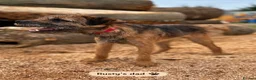 Border Terrier dogs for stud: Rusty – Proven, SLEM Clear Border Terrier Stud  - Advert 9