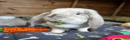 French Lop rabbits for sale: 🩷 French Lop Kits ready to leave tomorrow 🩷 - Advert 13