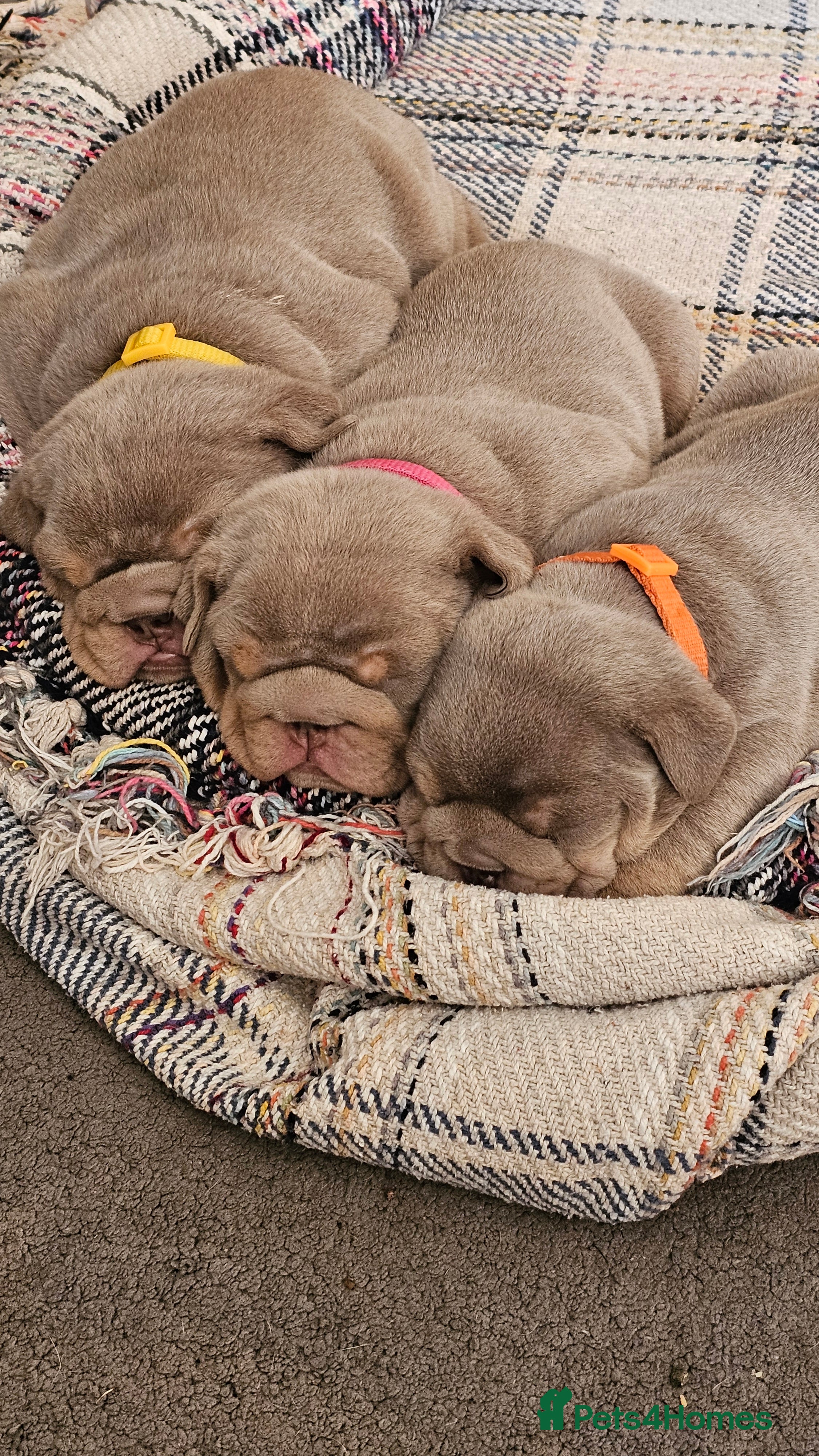 English Bulldog dogs  English Bulldogs - Advert 4