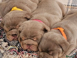 English Bulldog dogs English Bulldogs - Advert 6