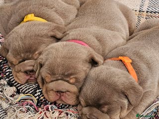 English Bulldog dogs English Bulldogs - Advert 6