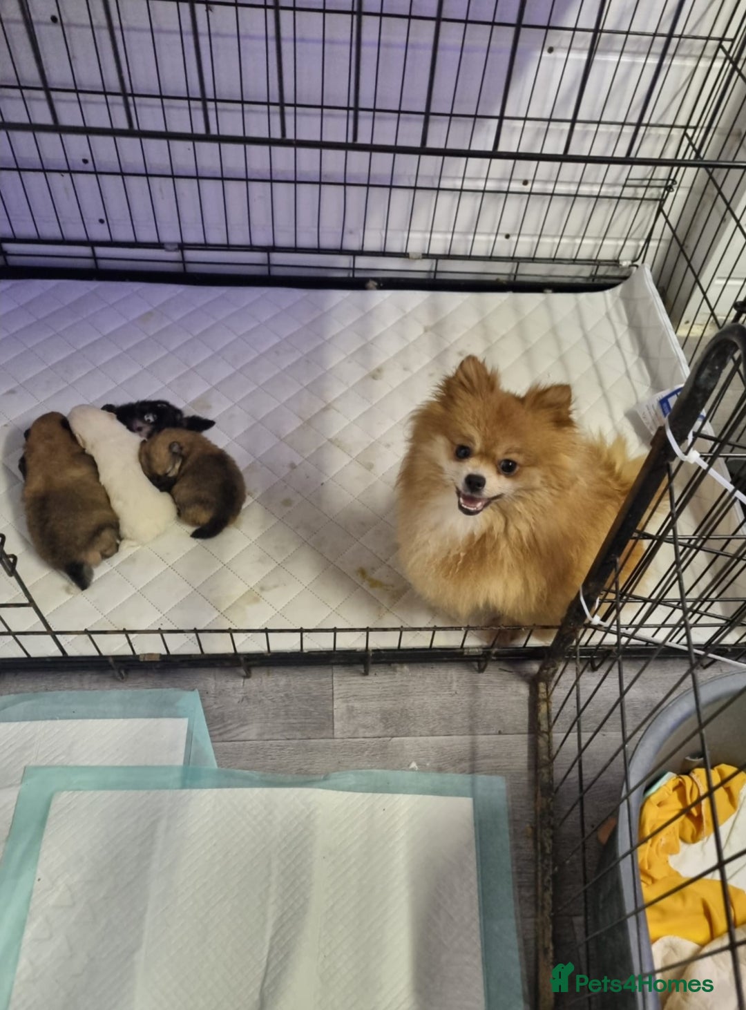 Pomeranian dogs for sale: Pomeranian - Advert 10