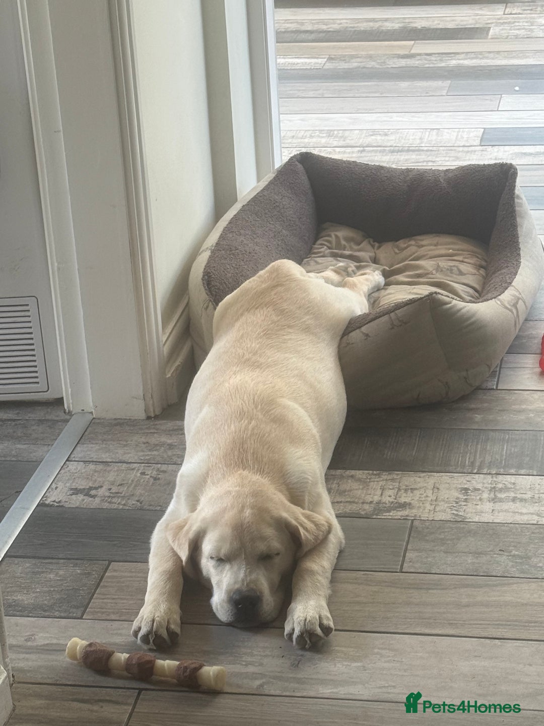 Labrador Retriever dogs for sale: Best behaved Labrador puppy in the world - Image 3