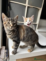 Mixed Breed cats - Advert 6