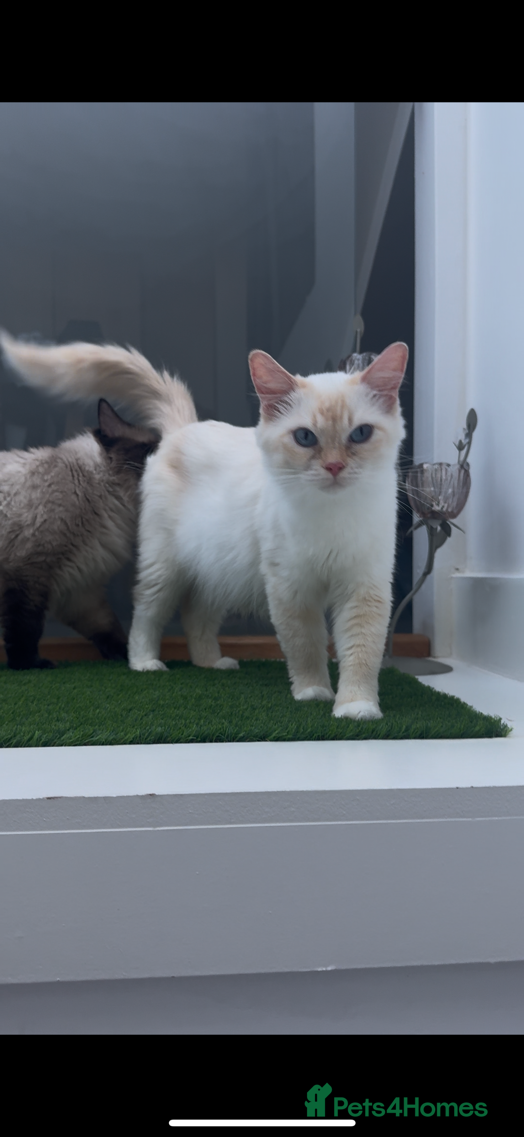 Ragdoll cats for sale: 4 FLAME POINT RAGDOLL KITTENS- 2 ALREADY SOLD!!!! - Image 20