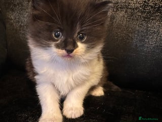 Mixed Breed cats Two Adorable Kittens Ready For New Home - Advert 10