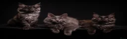 Maine Coon cats for sale: TICA & Council Licensed black smoke female kitten - Advert 5