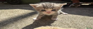 British Shorthair 1