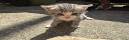 British Shorthair cats for sale: Beautiful Kittens Ready for Loving Homes - Advert 9