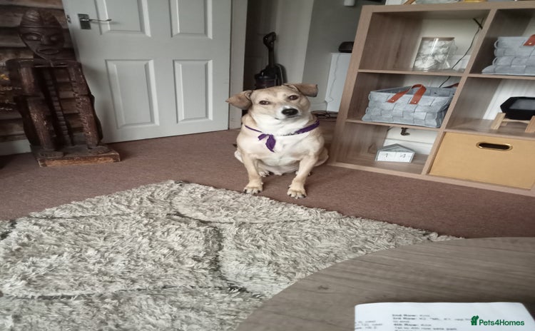 Mixed Breed dogs - Advert 15