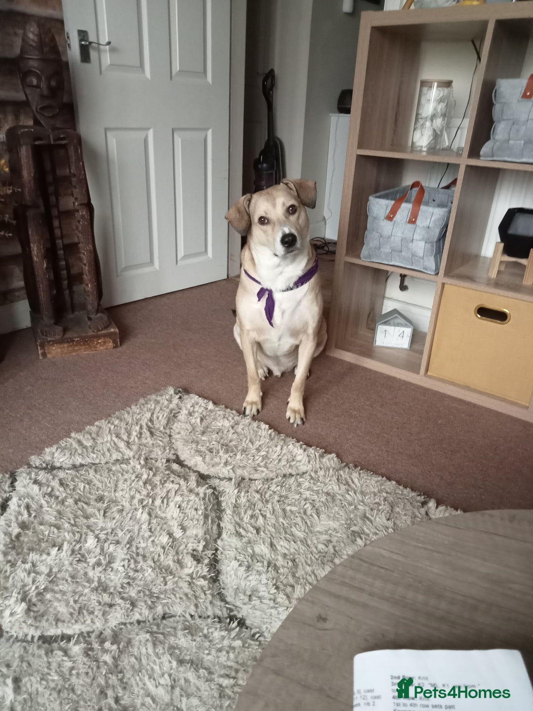 Mixed Breed dogs for sale: Mixed breed Romanian rescue - Image 1