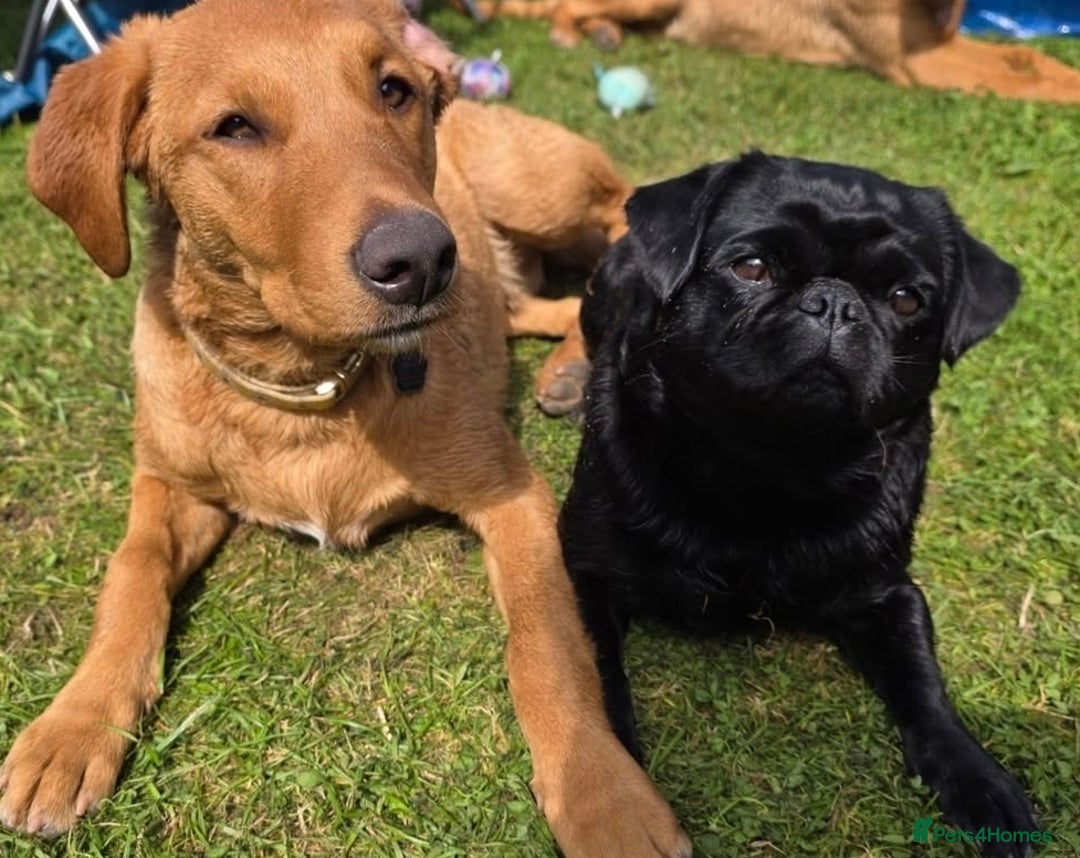 Pug dogs for sale: KC Pug puppies 4 girls 3 boys - Image 2