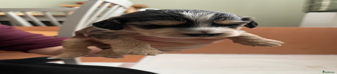 Cockapoo Puppy 4