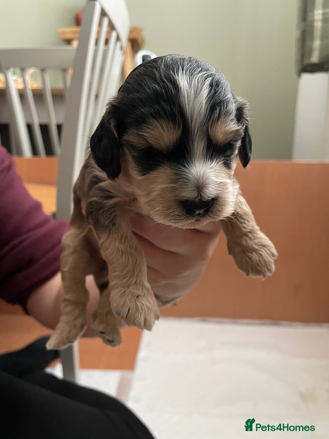 Cockapoo dogs for sale: F2 Cockapoo’s - Image 5