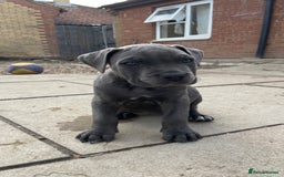 Cane Corso dogs for sale: Cane Corso puppies 9 week old 🫶❤️🫶 - Image 19