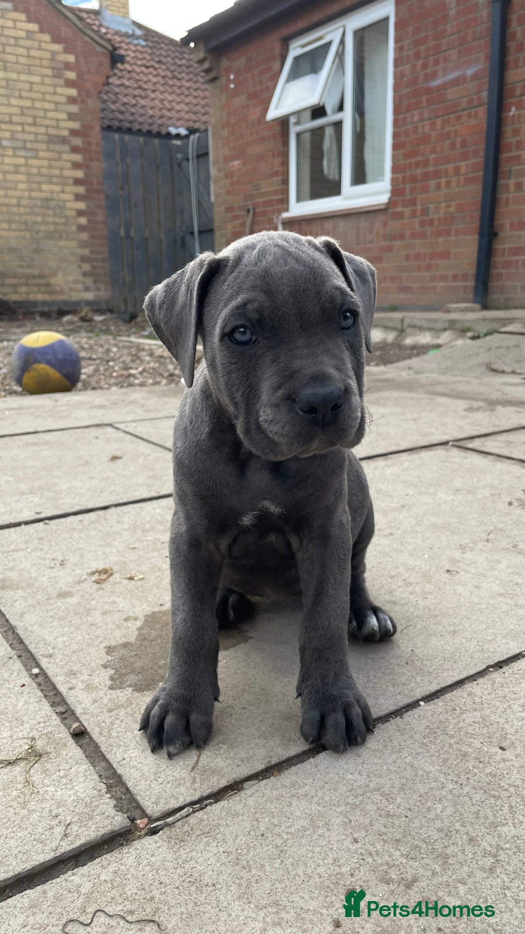 Cane Corso dogs for sale: Cane Corso puppies 9 week old 🫶❤️🫶 - Image 19