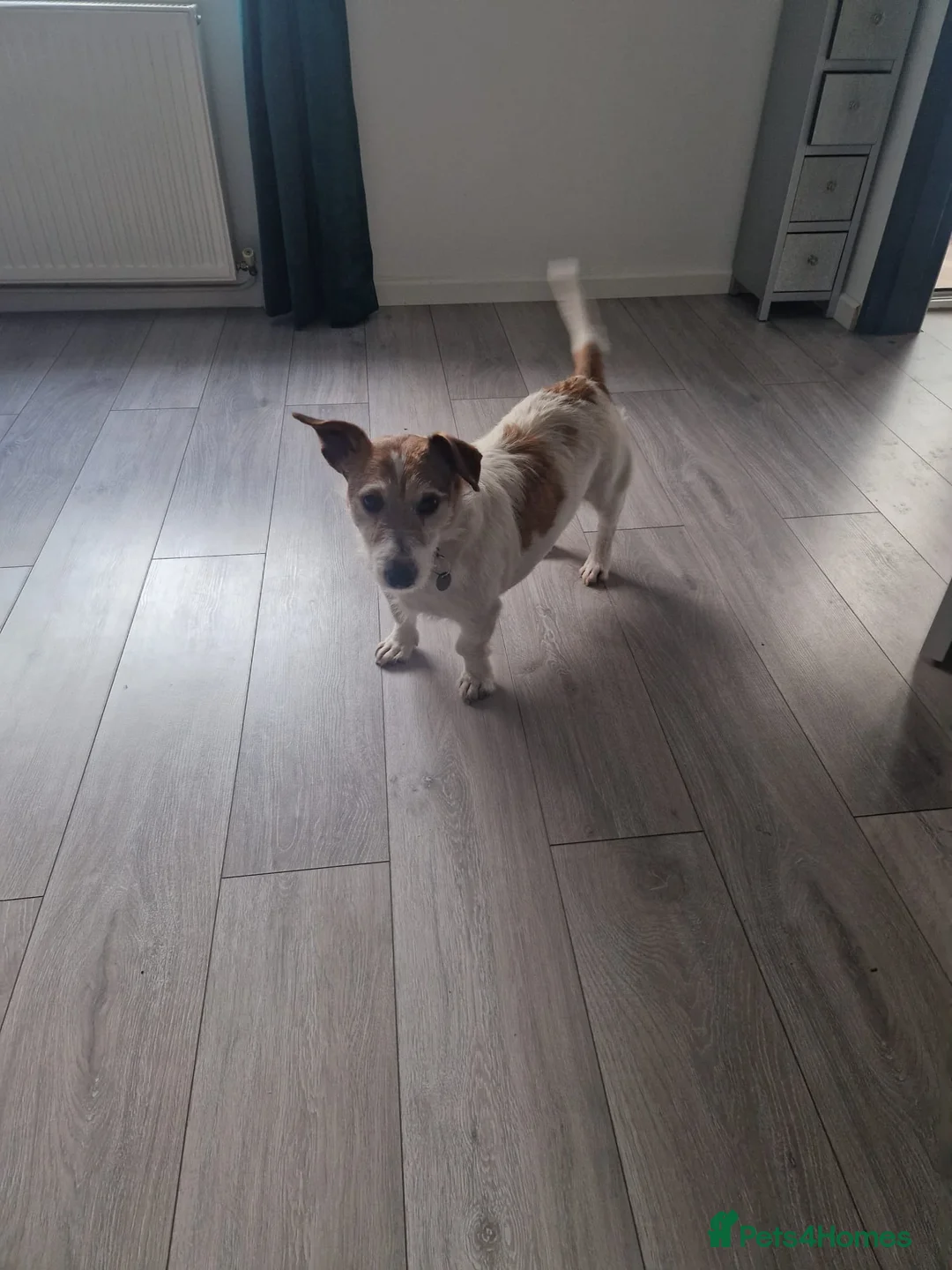 Jack Russell dogs for sale: Jack Russell for rehomeing  - Advert 5